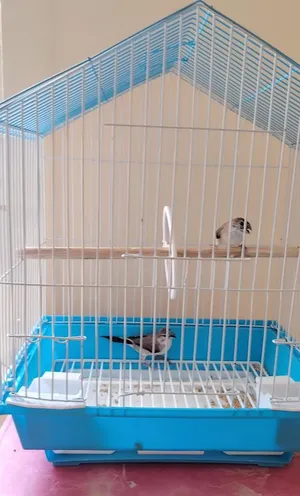 Two Birds with cage and food for sale in Muthrah near oman house.
