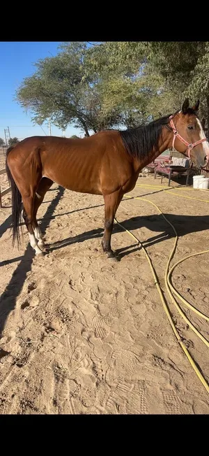 خيل انقليزي للبيع
