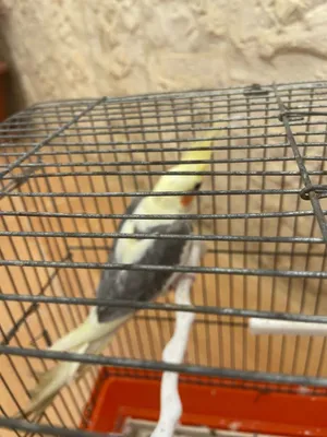 طائر كوكتيل