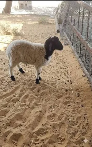 مطلوب خرفان بلدي عمر ثلاث لاربع شهور