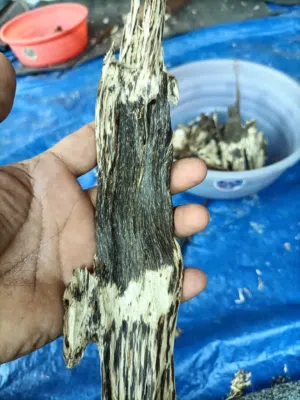 جميع أنواع العود ودهن العود لدي (Every type of oudh and dehnal oudh i have)