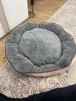 مستلزمات قطط
