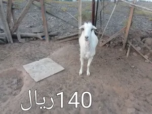 اغنام للبيع