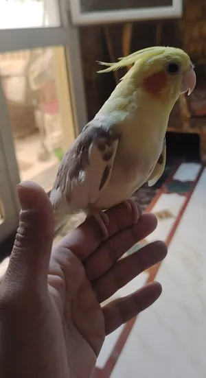 نتايه كوكتيل