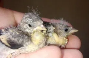 مطير حسون مكون من 11طير للبيع بحاله ممتازه
