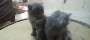ماشالله في