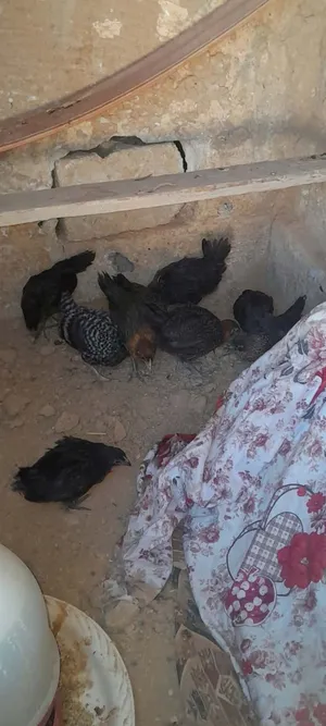 فرخات بصلاة على النبي توب نضافه عمر شهرين 8فرخات وديك