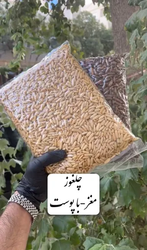 صنوبر أفغاني فاخر حبة كبيرة قطفة جديدة - توصيل سريع بالرياض -