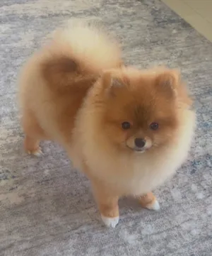 Tea cup Pomeranian تي كب بوميرانيين