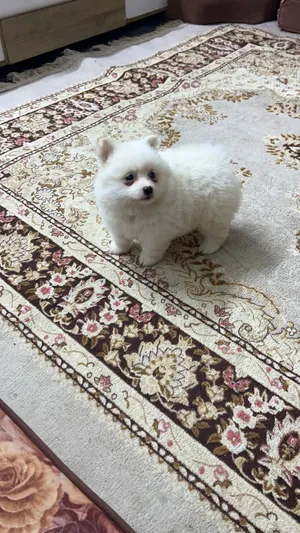 بوميرانيان Pomeranian Mini Poms Teddy Bear