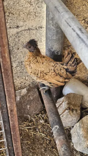 دجاج حبحب الكويتي القزم