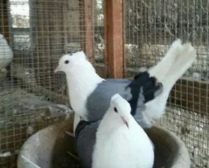 حمّام بوشهري