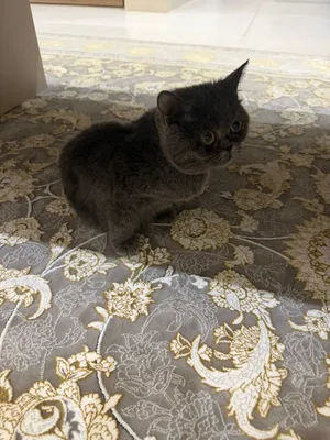 للبيع British short hair