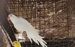 ذكر دره البينو