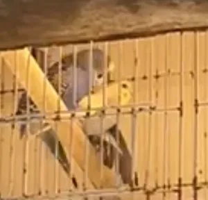 زوج هند عنده ثلاث بيضات  الذكر حاررر ماشاءالله