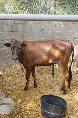 للبيع بقره امورها طيبه ماشاءالله مد وشود