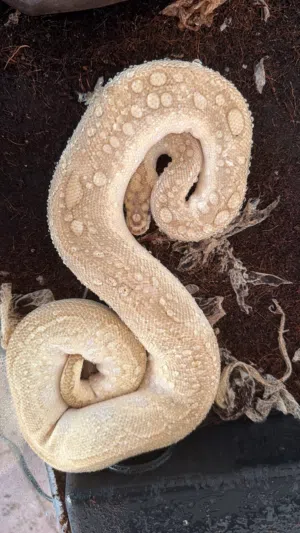 Ball python lesser clown female adult