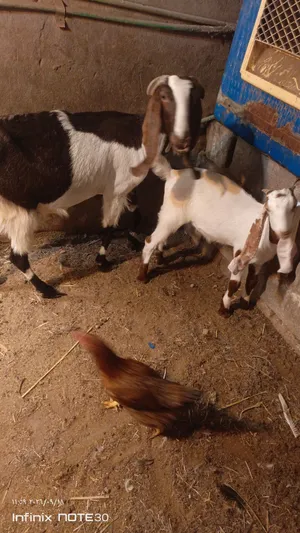 صخله البيع شاميه ورها فحل عمره 3 شهر