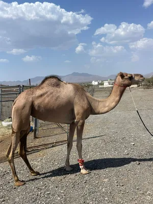 للبيع ناجه تصلح تلاد و تصلح عرضه