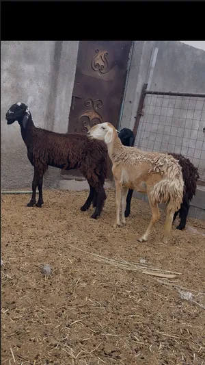 ثلاث حملات سوداني بكور