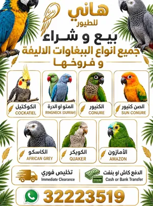 نشتري جميع أنواع الطيور أليفه
