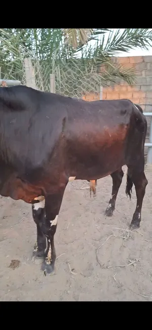 للبيع ثور محلي فل سمنه تبارك الرحمن