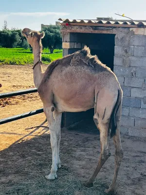 للبيع قعود صغير لية تلاتة شهور عندي