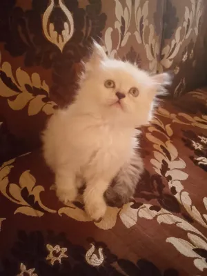 انثى هملايا كتير حنونه ولعوبه بيور
