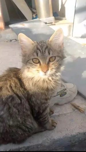 قطط لتبني بسبب السفر