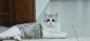 قط شيرازاي لون ملوكي (وجه دول فيس وجه دمية )