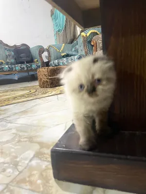 سكوتش فولد مكس