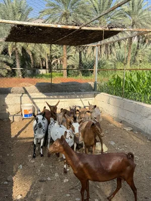 اغنام صلاليه  للبيع