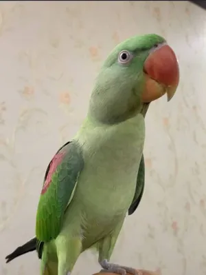 للبيع متو نيبالي