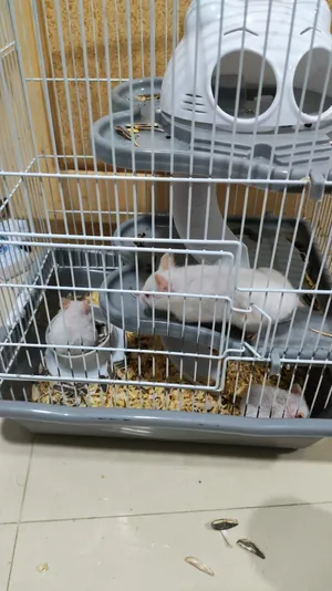 الهامستر السوري (Syrian Hamster)