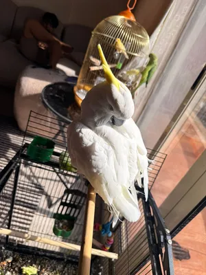Cockatoo