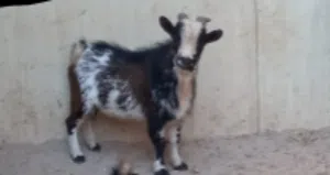 تيس كردي قزم