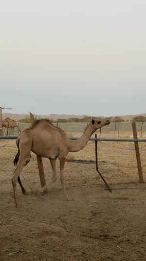 بكرة طيبة.