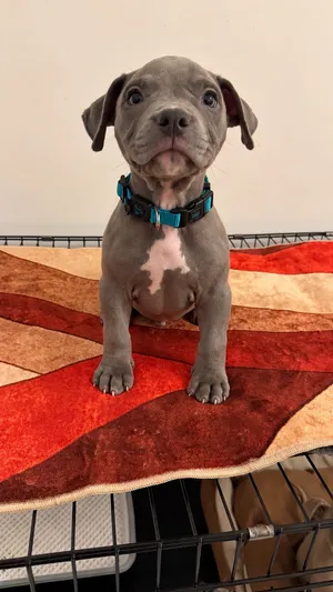 للبيع امريكن بولي ذكر American bully male for sell
