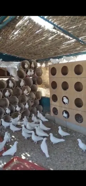 حمام لاحم للبيع