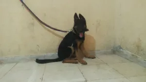 جرو جيرمن شيبرد ذكر عمر 3.5