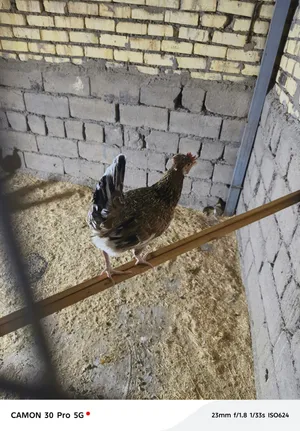 ماكنتوش    علا وشكد بياض