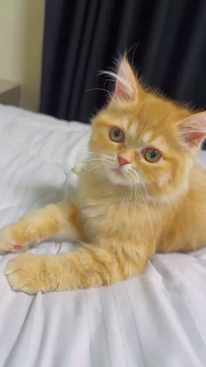 3 قطط سكوتش فولد و1 شانشيلا Scottish Fold & Chinchilla Kittens