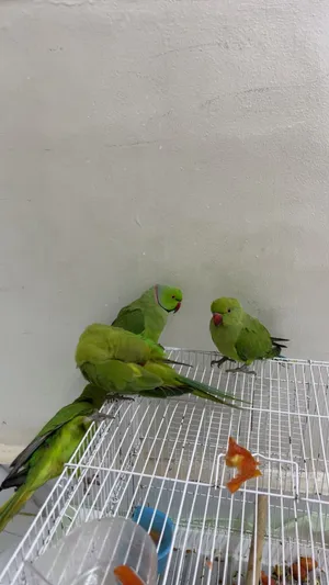Indian green parrot