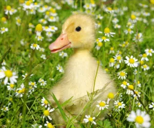 Medium Sized Duckling For Free