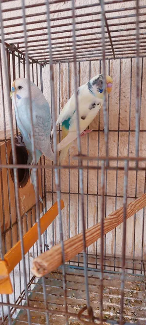 عصفير للبيع.