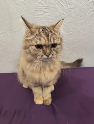 Domestic longbreed cat girl with food and litter box