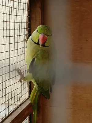 ببغاء Male Parrot