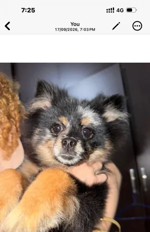 Pomeranian