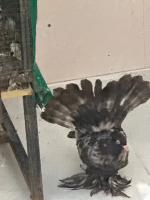 Shamsi pigeon