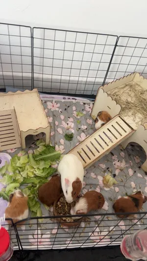 غينيا بيق ، Genia pig قينيا بيق خنزير غينيا وبر منزلي، الارنب الرومي